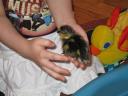 bassie-and-duck4.jpg